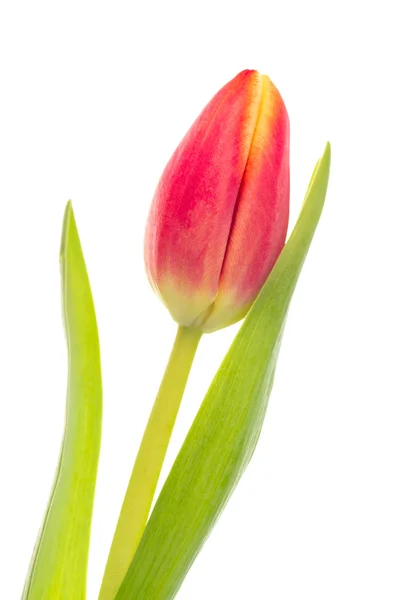 Single pink and yellow tulip — Stock Photo, Image