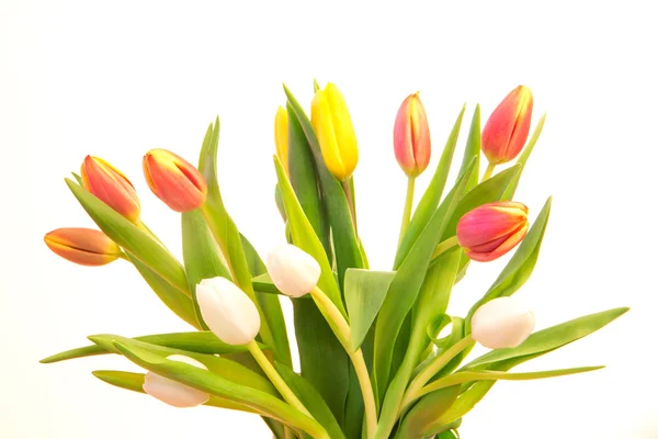 Bouquet of colourful tulips — Stock Photo, Image