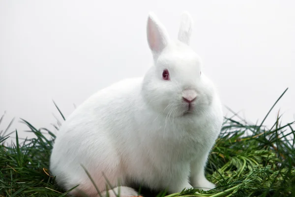 Conejo blanco esponjoso sentado en la hierba — Foto de Stock