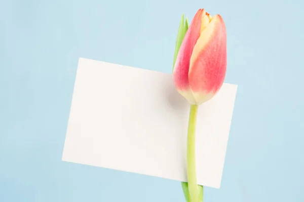 A beautiful tulip with a blank card — Stock Photo, Image