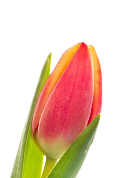 Jeden różowy i żółty tulipan z bliska — Zdjęcie stockowe
