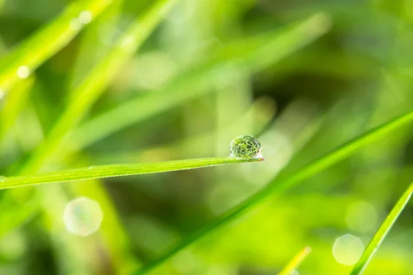 Orvalho na grama verde fechar — Fotografia de Stock