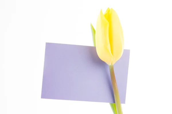 Tulipe jaune avec une carte mauve et vierge sur fond blanc — Photo