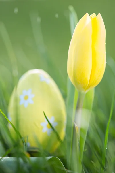 Yellow tulip growing with easter egg — Stock Photo, Image