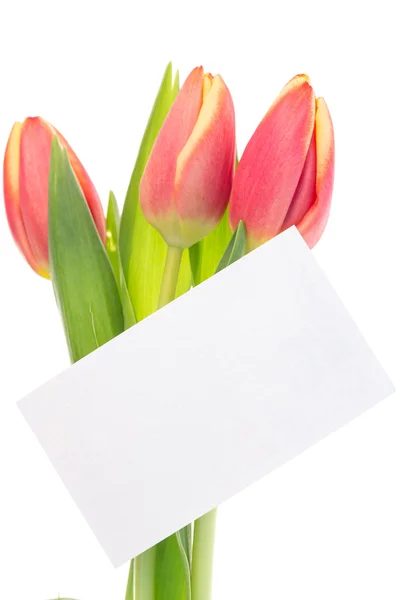 Pink and yellow tulips with blank card — Stock Photo, Image