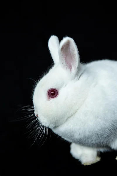 Lapin blanc de Vienne avec albinisme — Photo