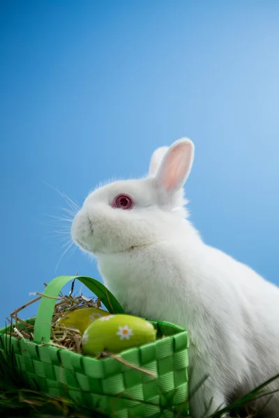 Pluizig konijn zitten met mandje met Pasen eieren — Stockfoto