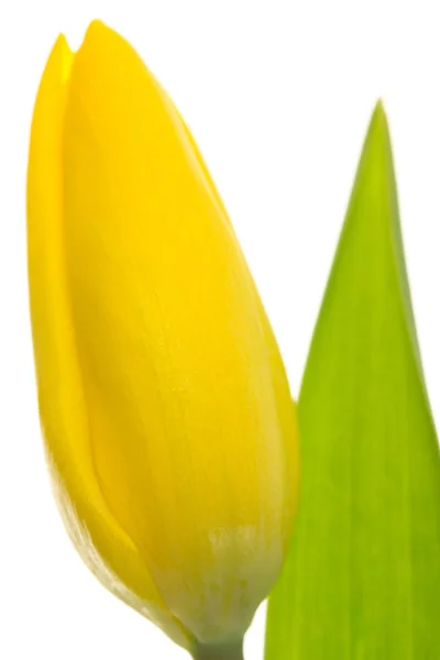 Gelbe Tulpe aus nächster Nähe mit Stiel — Stockfoto