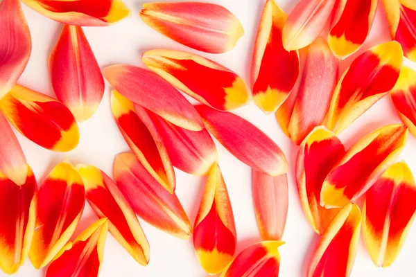 Tulipes en fleurs pétales sur fond blanc — Photo
