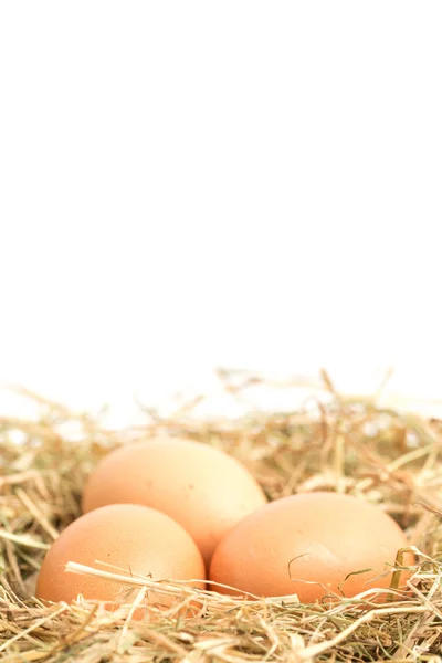 Drie eieren genesteld in stro nesten — Stockfoto