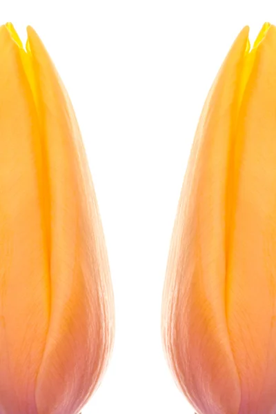 Két sárga és rózsaszín színezetű tulipán — Stock Fotó