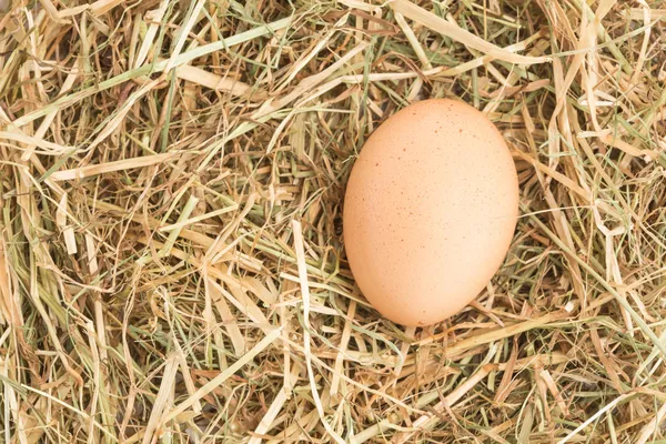 Ei im Stroh eingebettet — Stockfoto