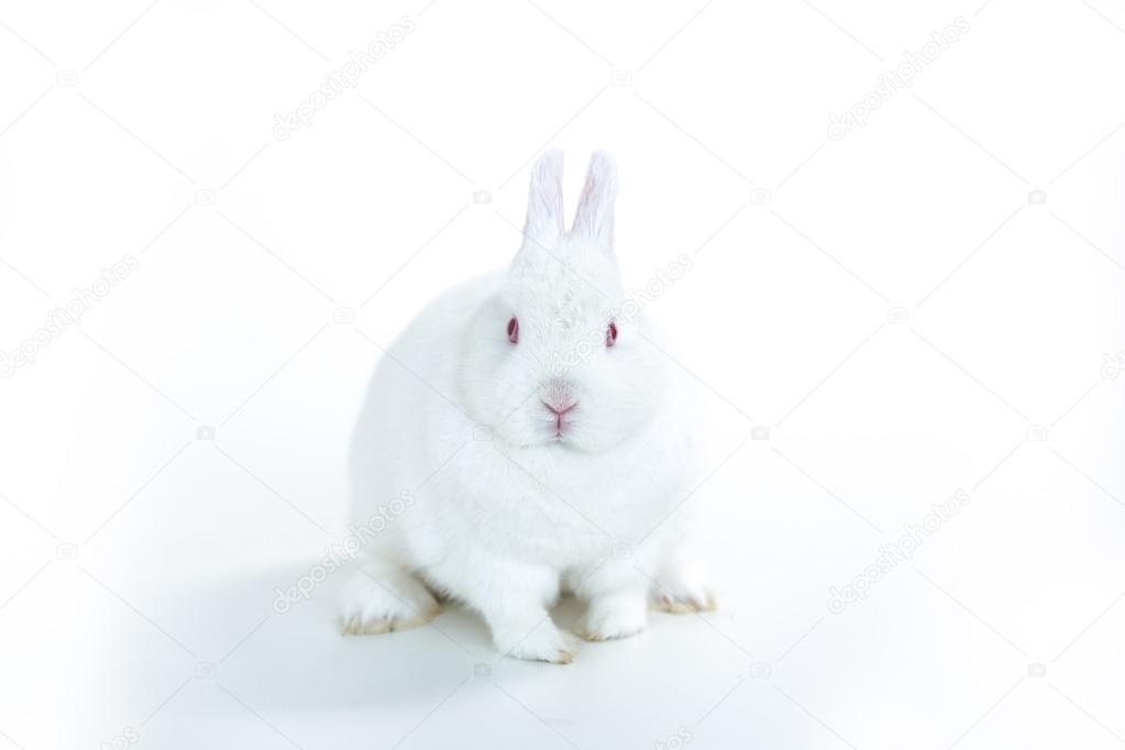 White rabbit facing camera — Stock Photo © Wavebreakmedia #24149213