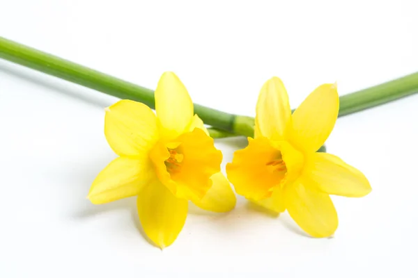 Dos narcisos amarillos bonitos — Foto de Stock