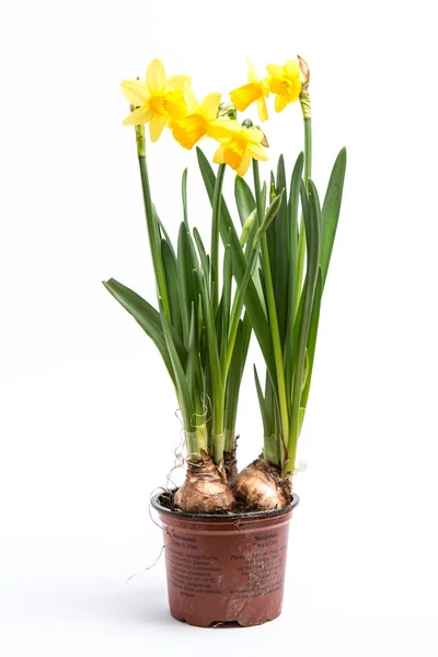 Daffodils que crescem de bulbos em um pote — Fotografia de Stock