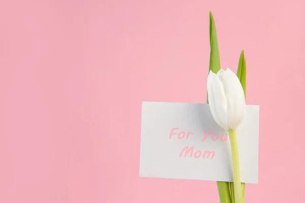 Tulipán blanco con una tarjeta para mamá sobre un fondo rosa —  Fotos de Stock