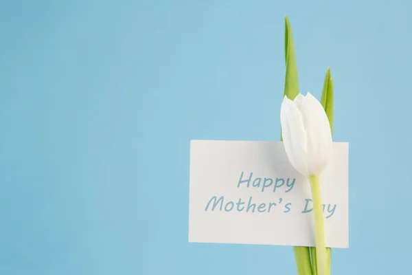 Tulipano bianco con un biglietto di giorno di madri felici su uno sfondo blu — Foto Stock
