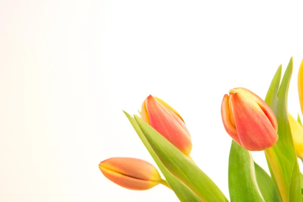Růžové a žluté tulipány podbarvený s kopií prostor — Stock fotografie