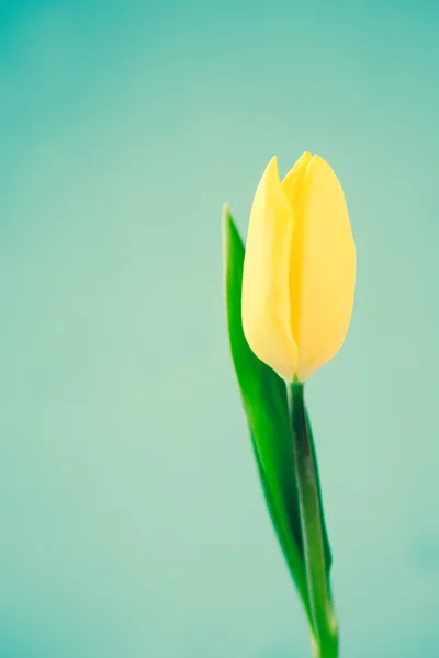 Yellow tulip on a blue background — Stock Photo, Image