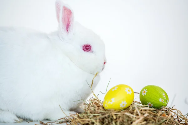 Witte bunny naast nest van folie verpakt paaseieren — Stockfoto