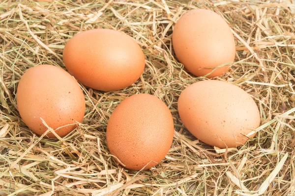 Fünf Eier eingebettet in Stroh — Stockfoto