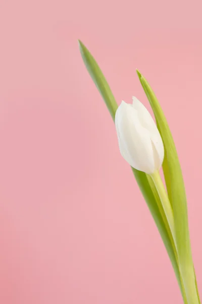 Biały tulipan z bliska — Zdjęcie stockowe