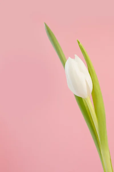 Vit tulip närbild — Stockfoto