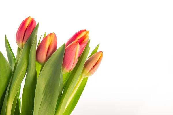Ramo de tulipanes rosados y amarillos — Foto de Stock