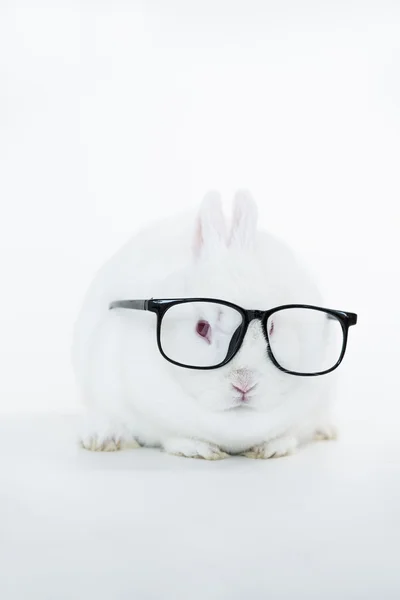 Conejito blanco con gafas humanas —  Fotos de Stock