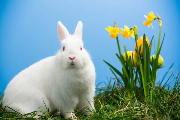 Weißer flauschiger Hase sitzt neben Narzissen mit Ostereiern — Stockfoto