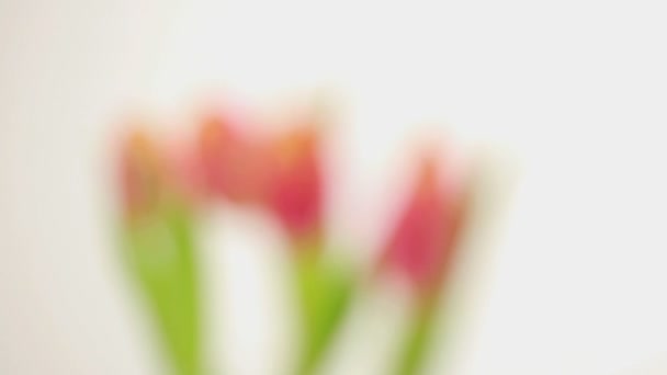 Focus on four tulips — Stock Video