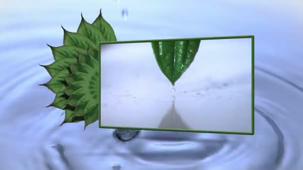 Montage av droppe faller från ett blad — Stockvideo