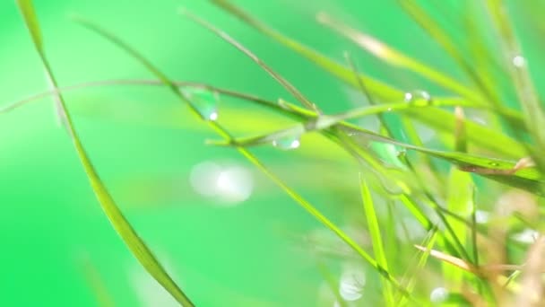 Dewdrop on grass — Stock Video