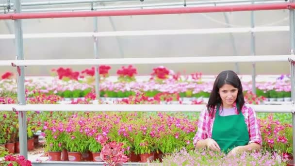 Assistant standing at the greenhouse working — Stock Video