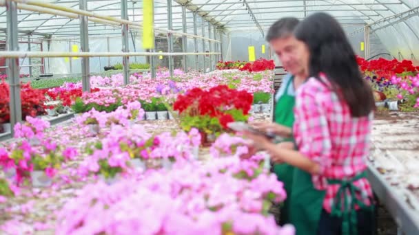 Jardineiro em pé na estufa enquanto trabalhava — Vídeo de Stock