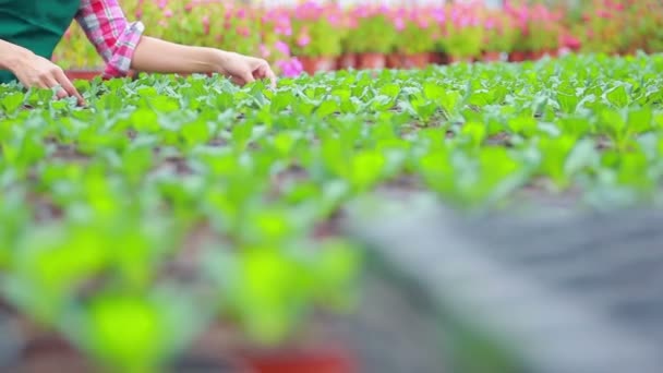 Vrouw controleren de planten — Stockvideo