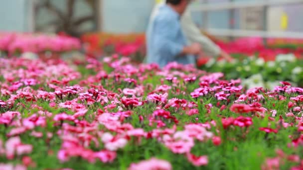 Customer and assistant standing at the greenhouse — Stock Footage Customer and assistant standing at the greenhouse Video Clip