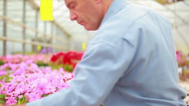 Gardener sorting plants — Stock Video