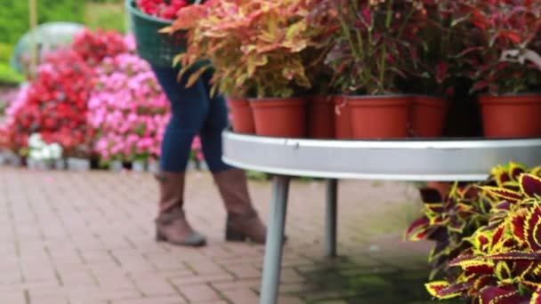 Жінка тримає кошик в садовому центрі — стокове відео