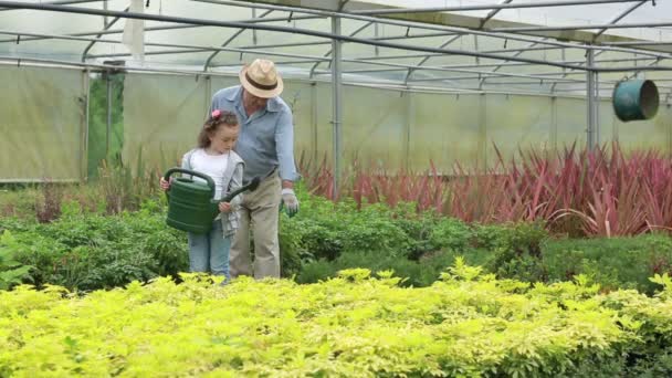 Little girl watering plants with her granddad — Stock Video