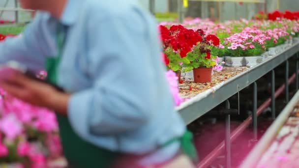 Man working at a greenhouse holding a tablet pc — Stock Video