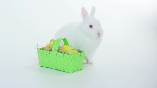 Conejo conejo con canasta de mimbre de huevos de Pascua — Vídeo de stock