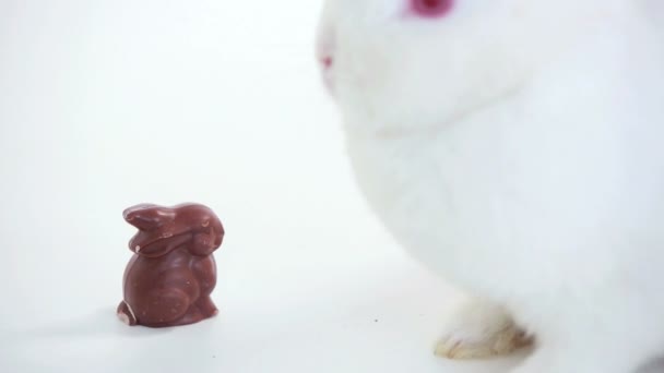 Conejo blanco olfateando conejito de chocolate — Vídeos de Stock