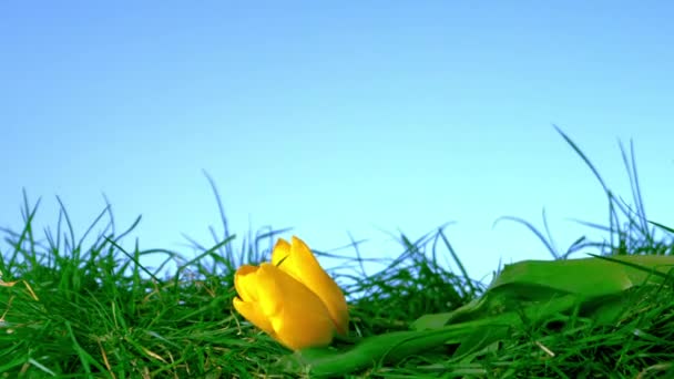 Жовтий тюльпан падає в траву на синьому фоні — стокове відео