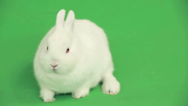 Fluffy white rabbit panning to copy space — Stock Video