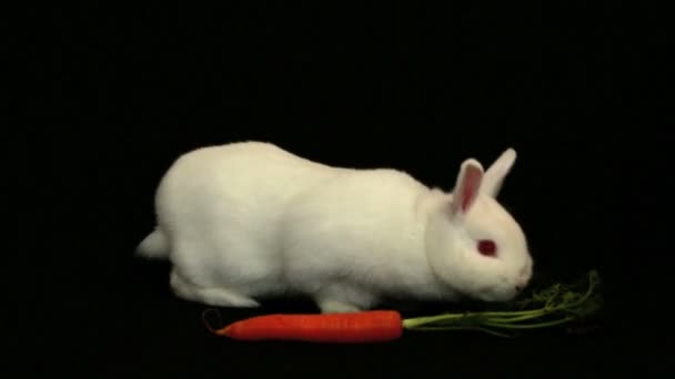 White bunny rabbit sniffing around a carrot — Stock Video