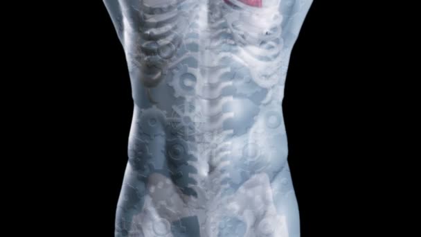 Esqueleto digital cinza com engrenagens e engrenagens — Vídeo de Stock