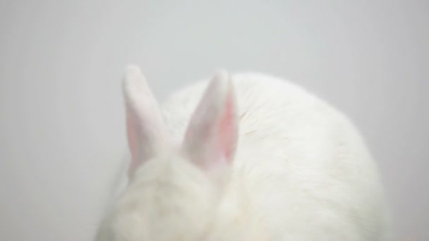 White bunny rabbit on white background — Stock Video