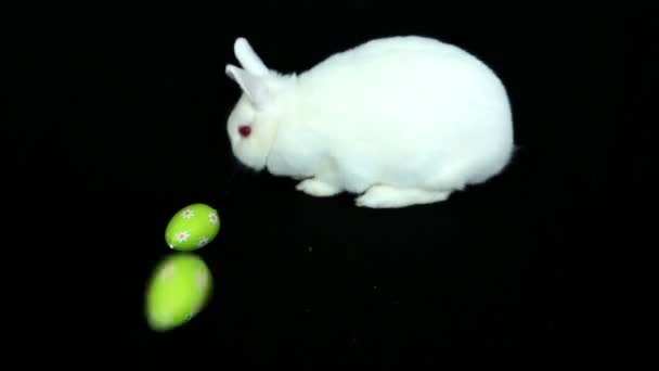 Fluffig vit kanin med påskägg rullande mot honom — Stockvideo