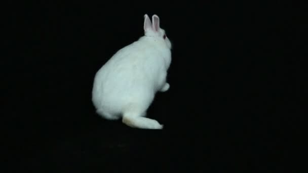 Fluffy white bunny rabbit — Stock Video